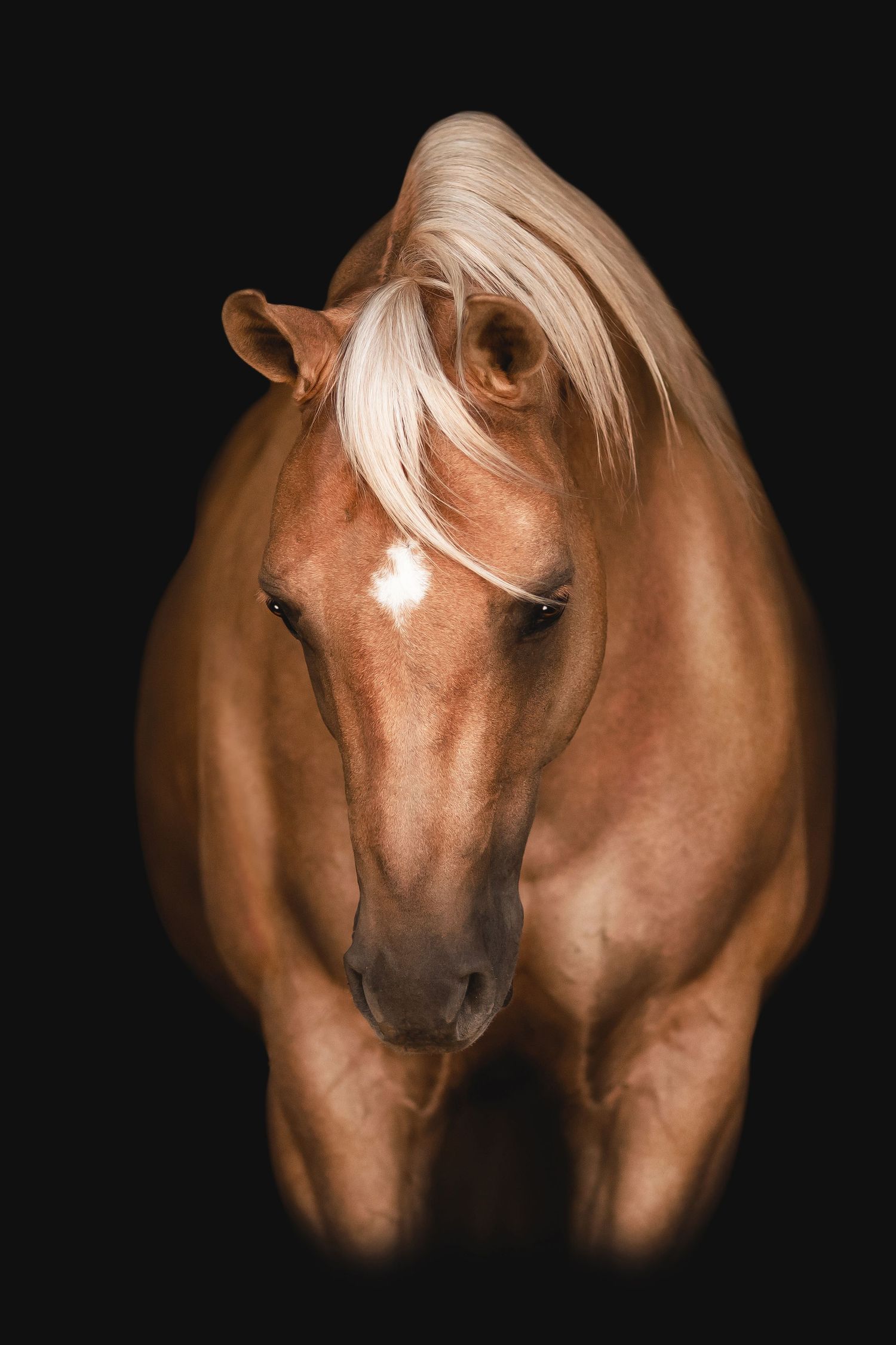 Fine Art Horse Portrait by Norther California Equine Photographer