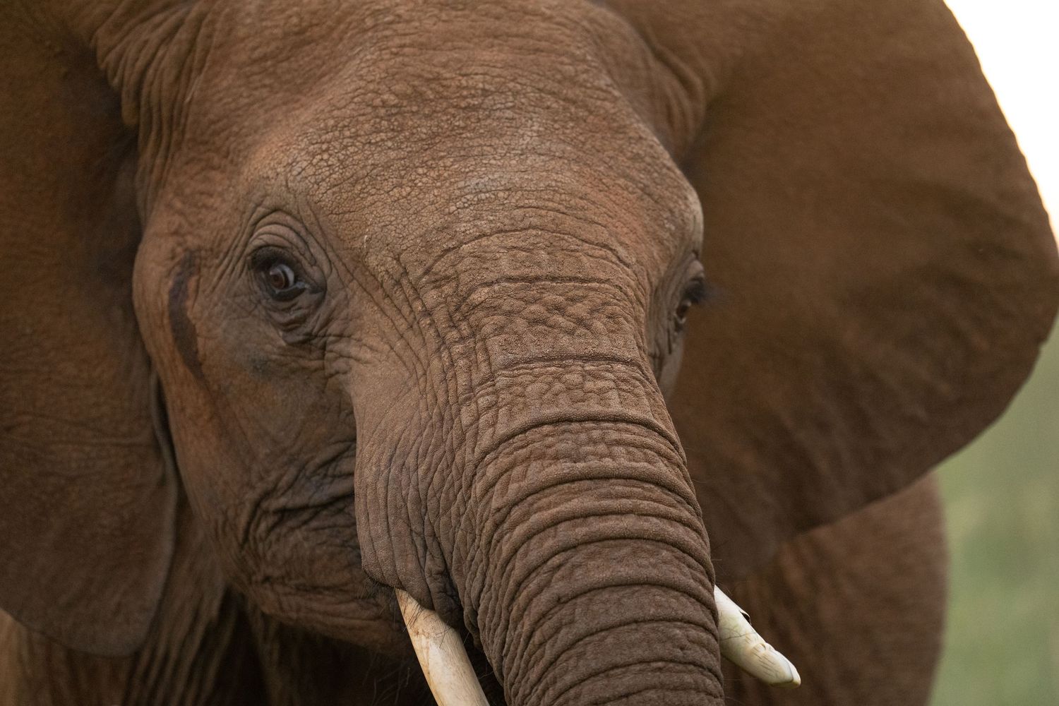 Series of close-up shots showing an African elephant's trunk and tusks.