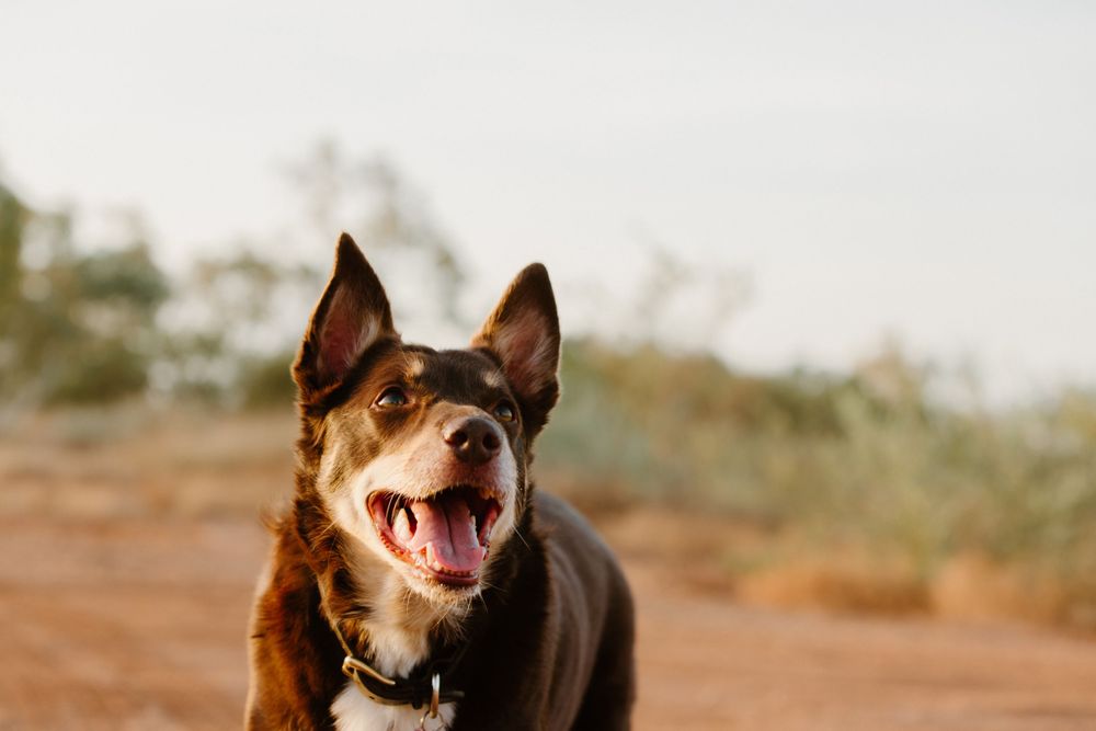 Happy Australian Kelpie dog with open mouth and alert ears poses against blurry desert background in warm sunlight.