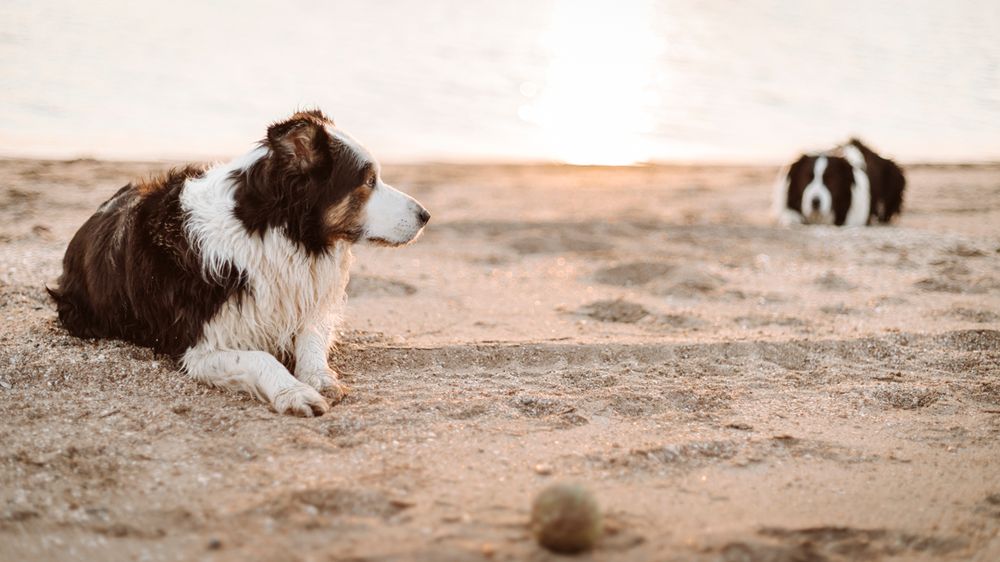 A brown and white Border Collie lies watchfully on sandy ground with another dog visible in the distance at sunset.