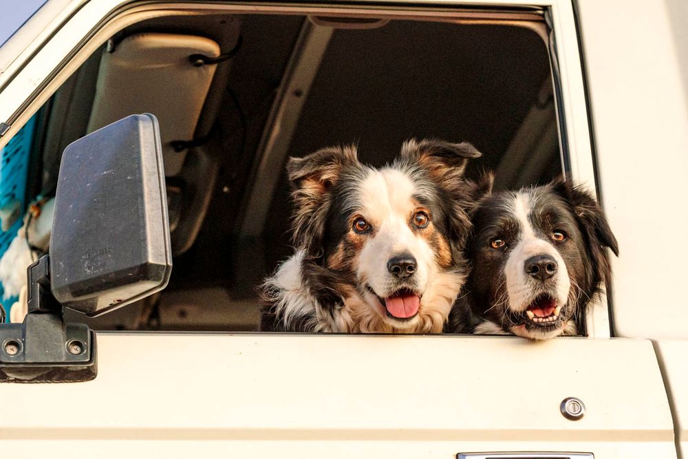 Two happy border collies peeking out of a car window with tongues out and smiling expressions.