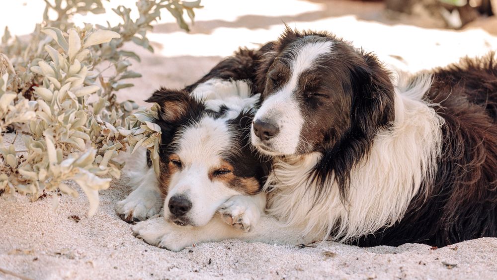 Two border collies resting together on sandy ground with one black and white dog cuddling next to a brown and white dog.