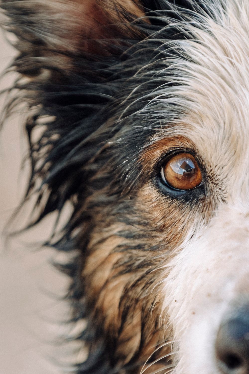 Close-up macro photo of a dog's amber eye with shaggy black, brown and white fur surrounding it. Female border collie called Coco.