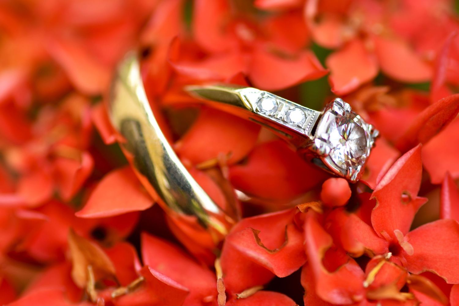 Wedding rings in red flowers