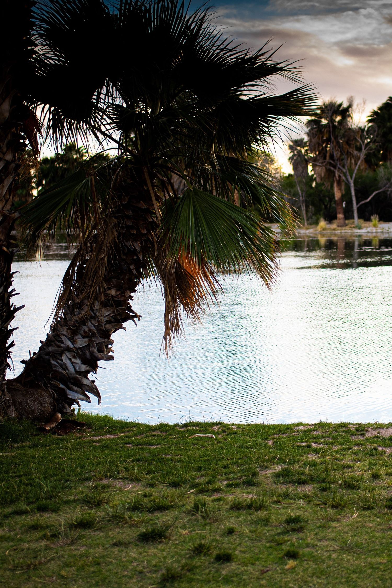 Agua Caliente Park, perfect for your lifestyle, or documentary photoshoot.