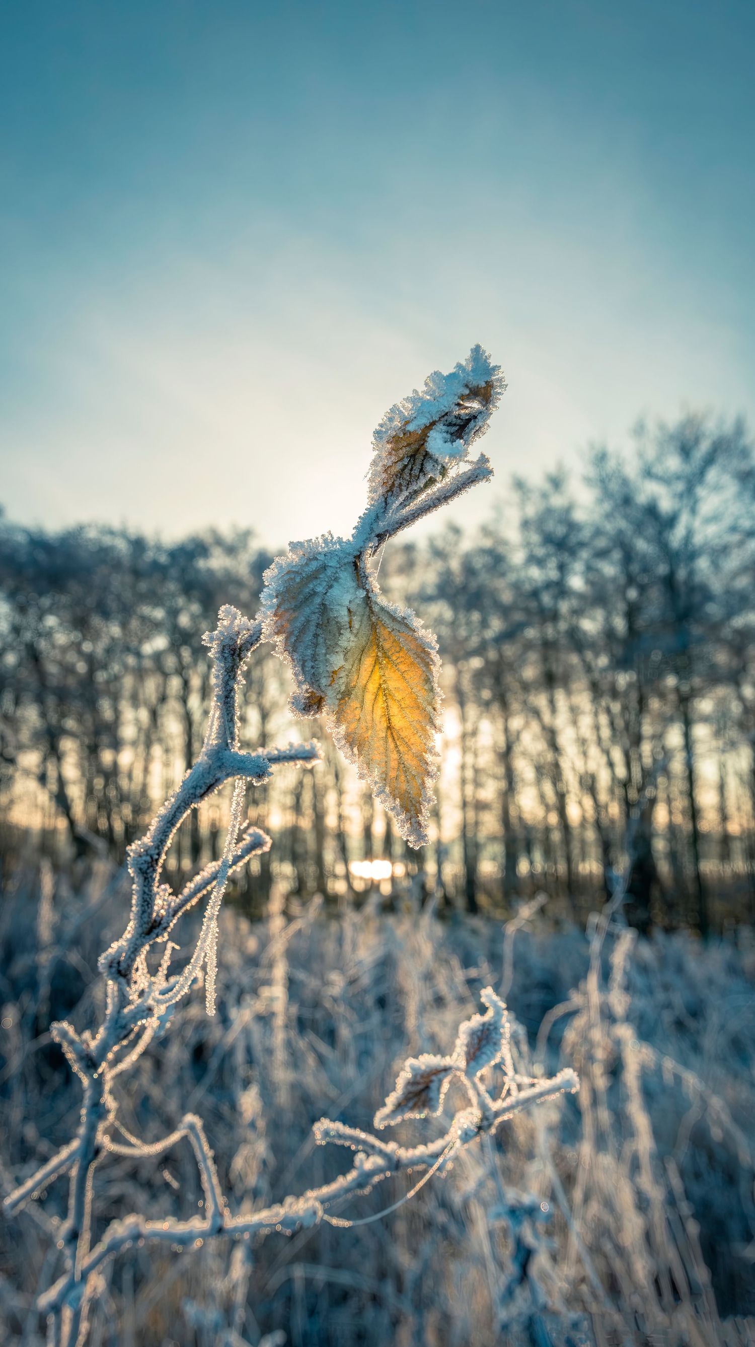 Cold sunny day. Frost still on the leaves.