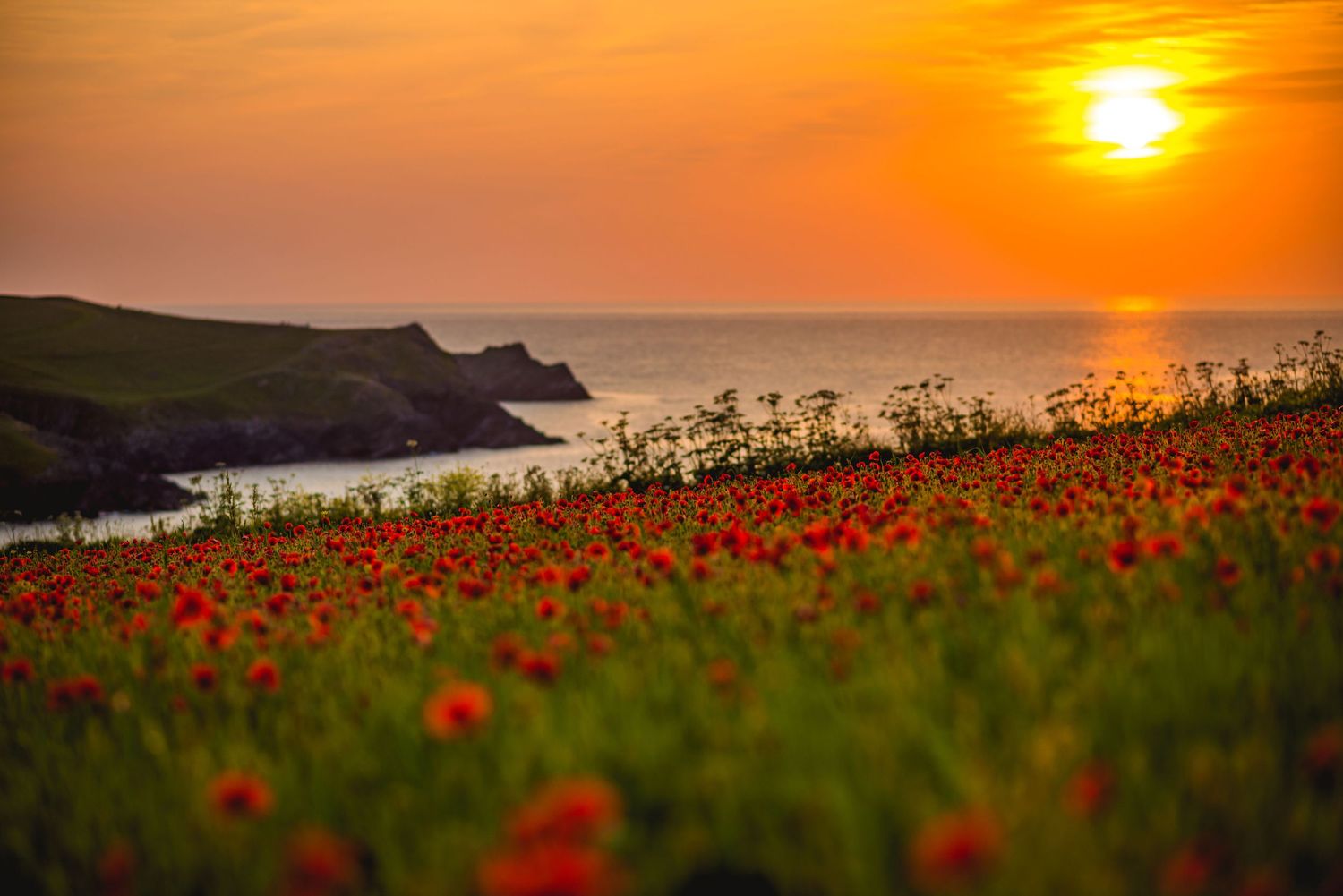 Poppies, poppy fields, Polly Joke Poppies, Cornwall Poppies, Sunset, Cornish Coast, Cornish Sunset