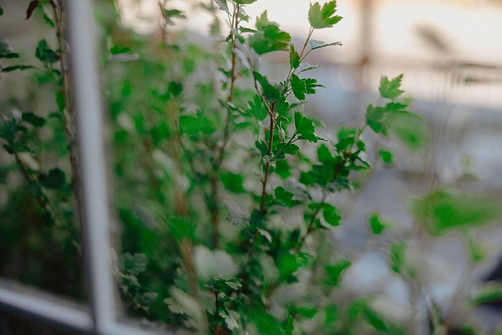 Green foliage decorations adorning the walls of an elegant indoor reception space.