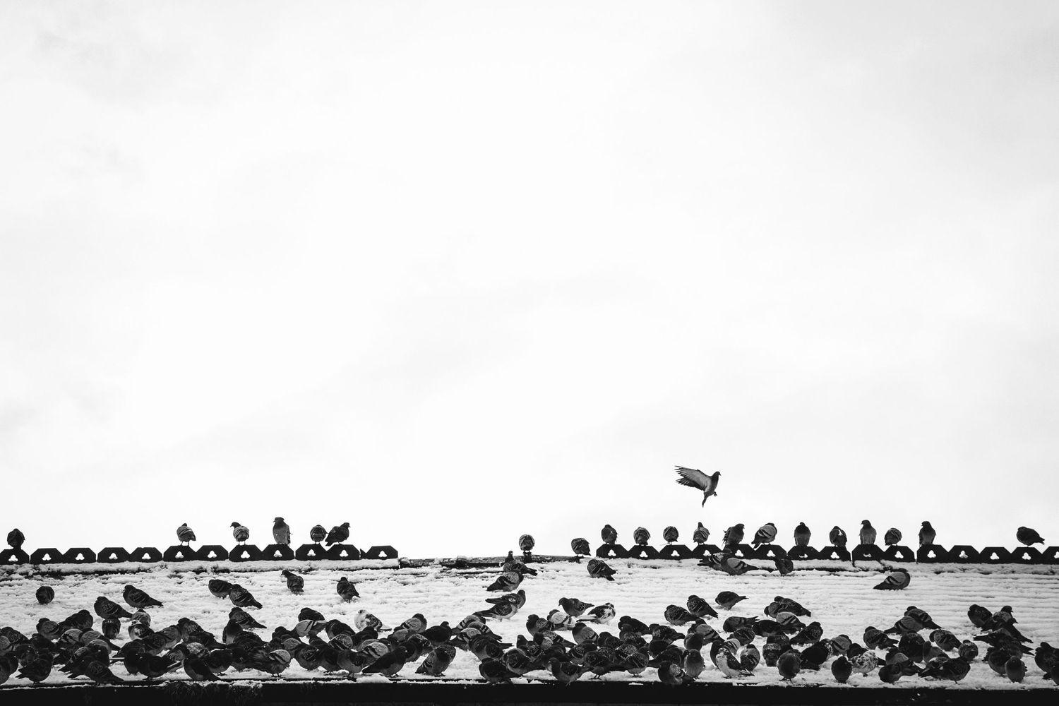 Birds perched in rows on power lines against minimalist white sky.