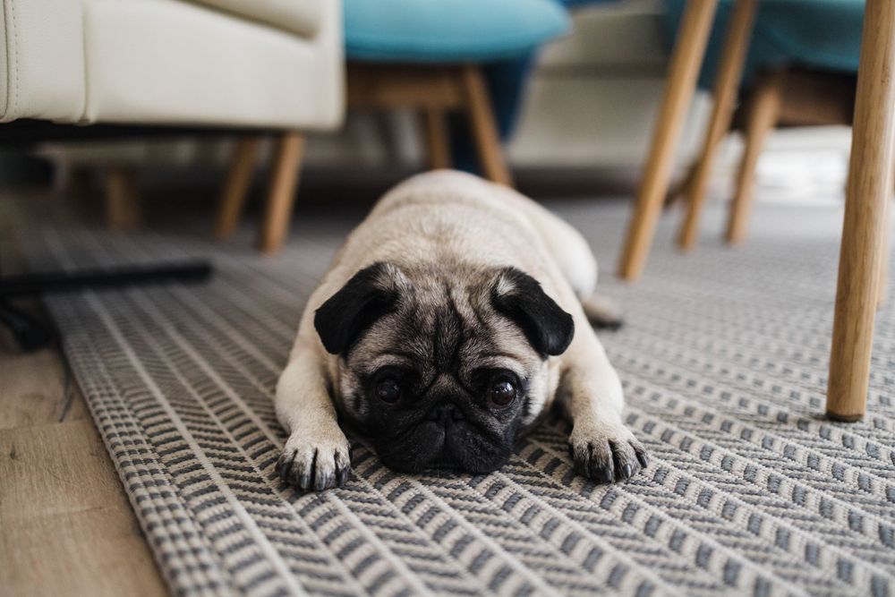 Pug dog lying on a geometric patterned gray rug looking directly at camera.