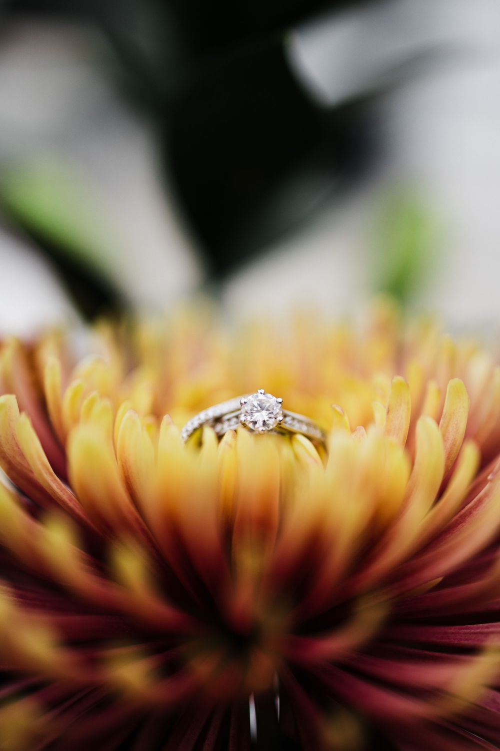 Diamond engagement ring nestled in orange and burgundy chrysanthemum petals.