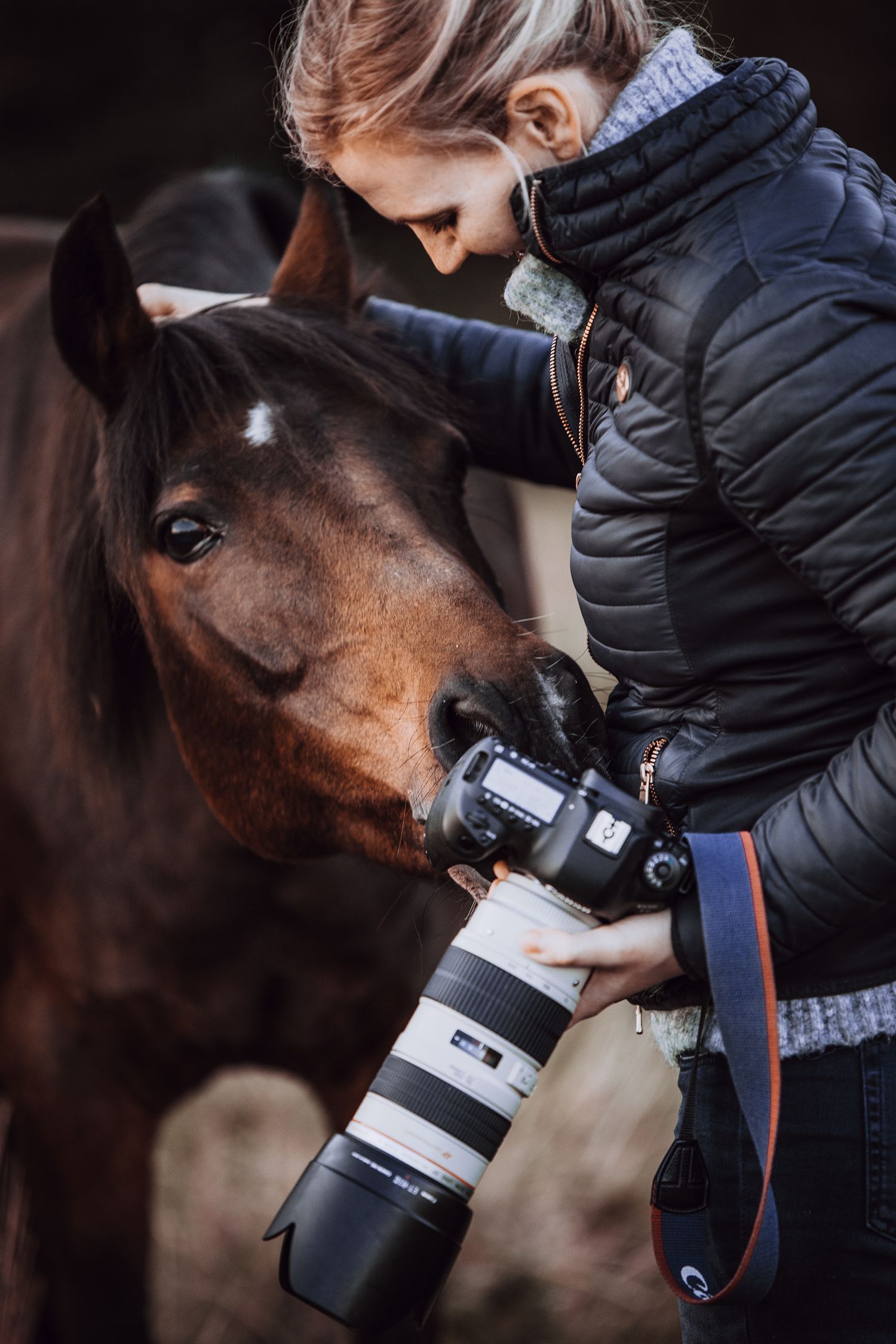 Close-up of bay horse investigating professional camera equipment.