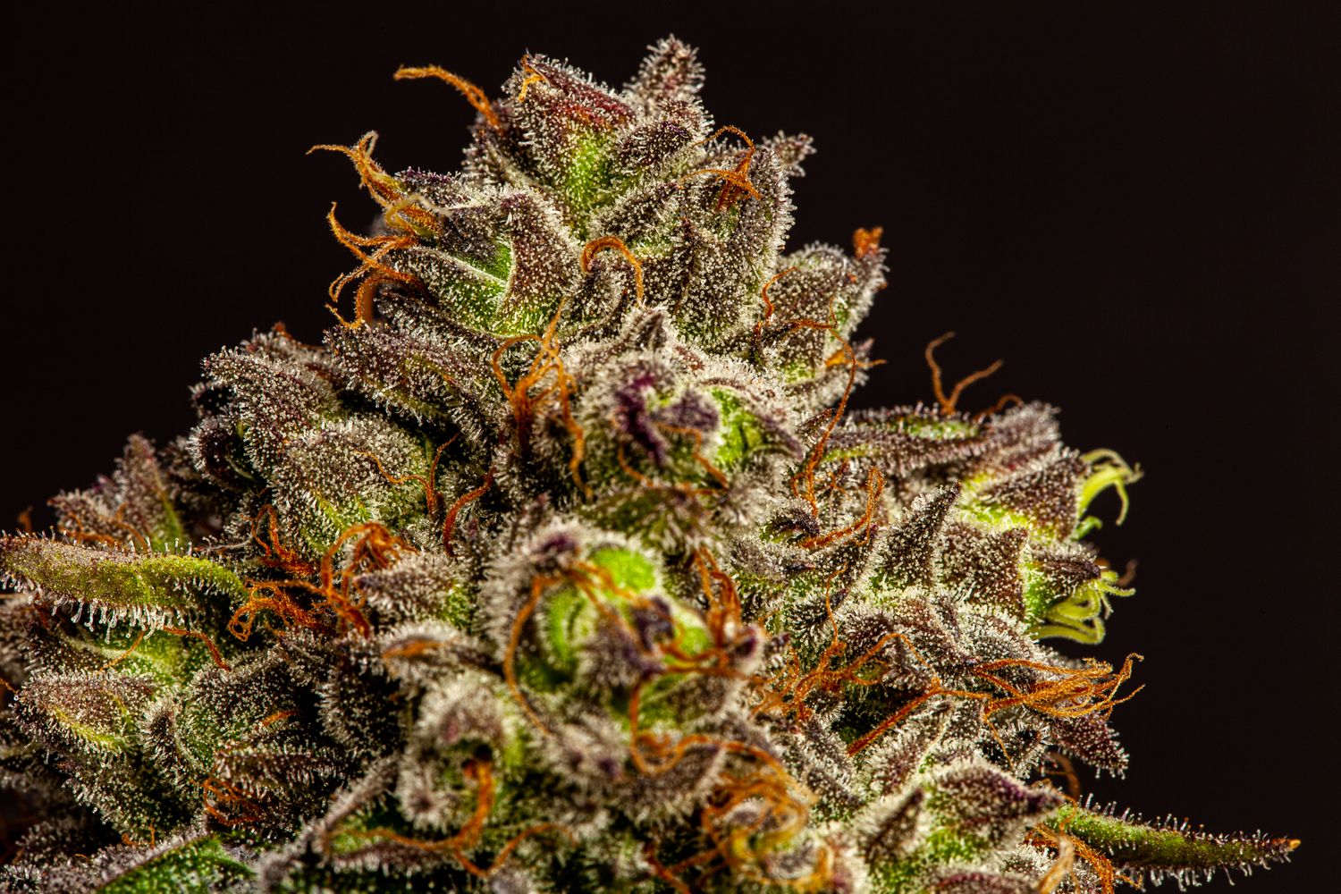 Flamingo Fine Cannabis Wedding Crasher
