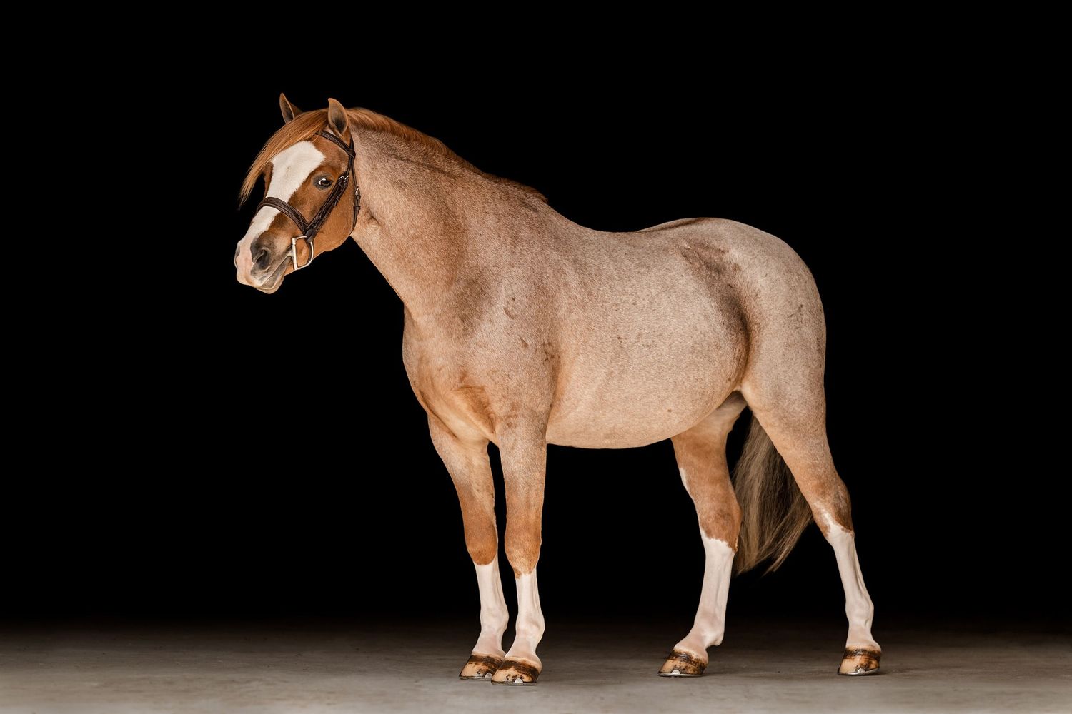 Roan Welsh pony black background