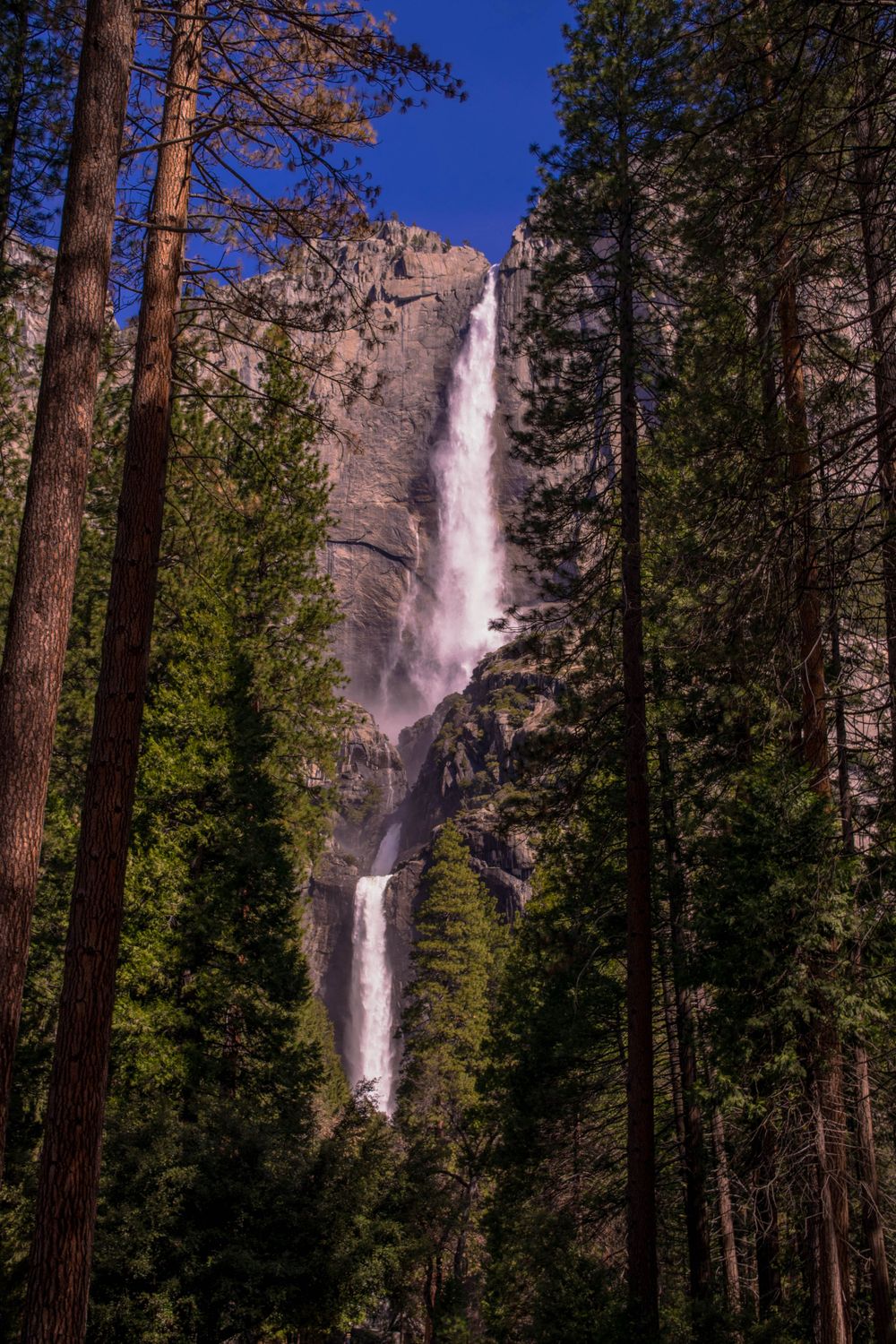 Towering waterfall drops dramatically between tall pine trees in Yosemite National Park.