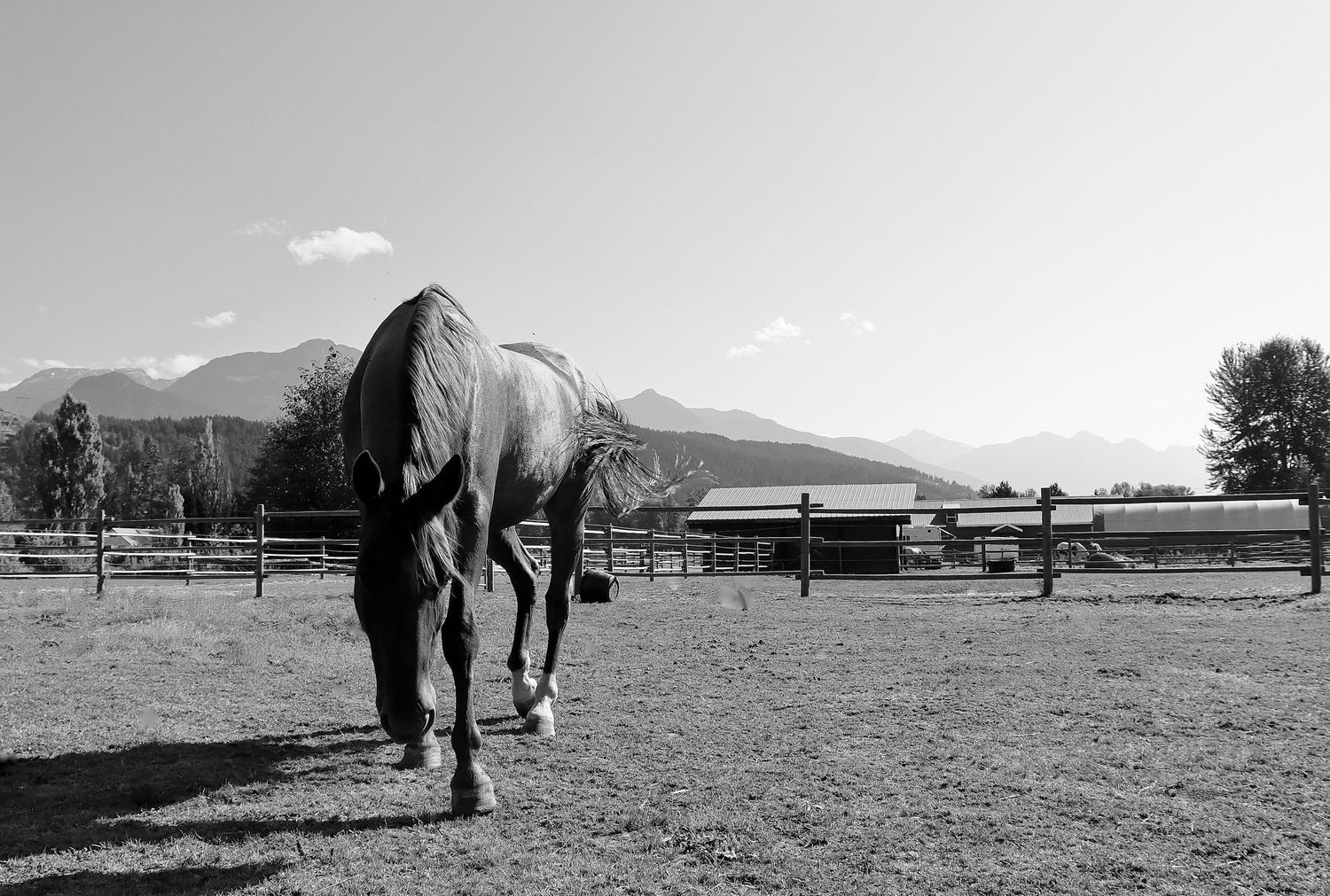 horsephotos