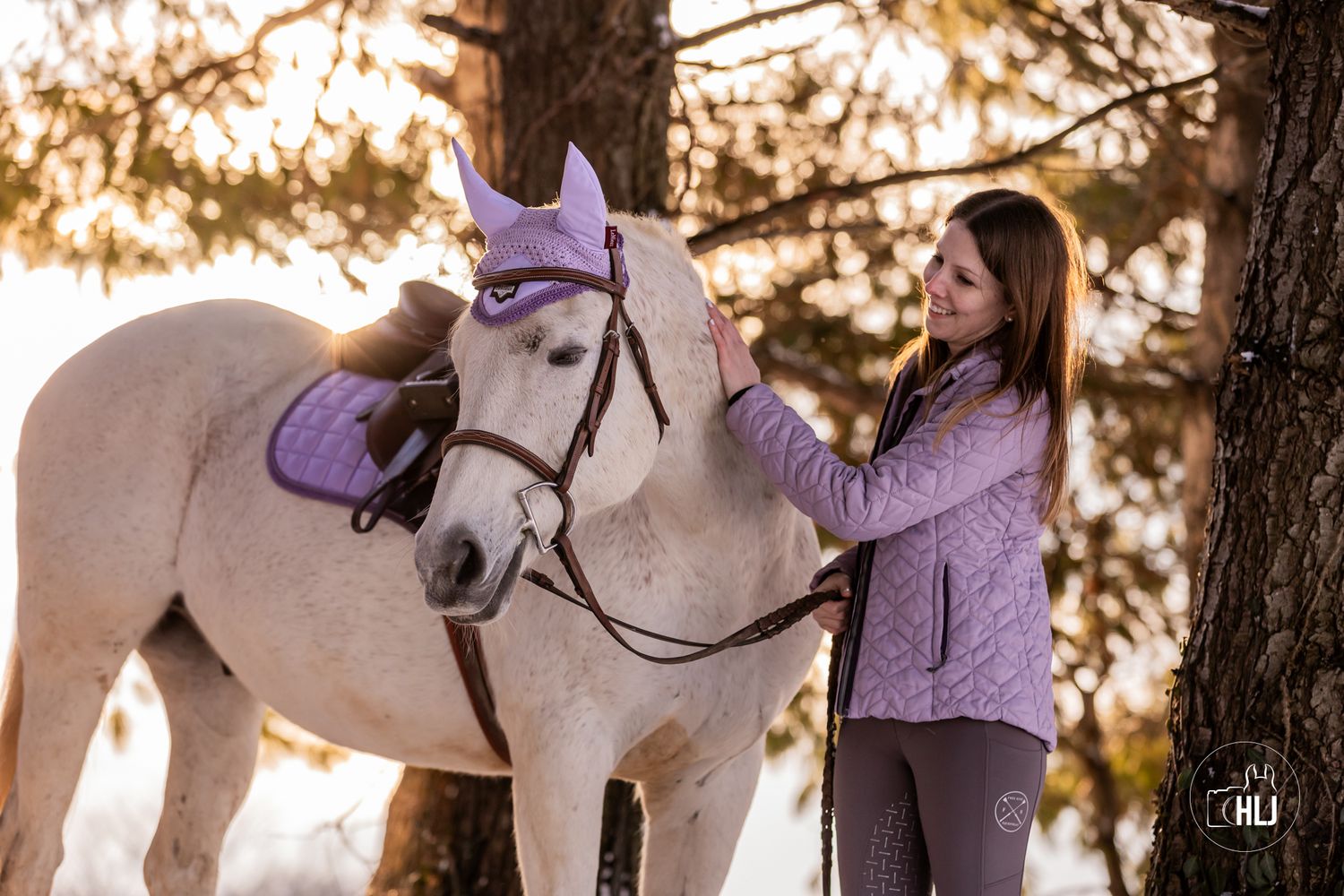 White horse with purple bridle and saddle being patted in golden sunlight.