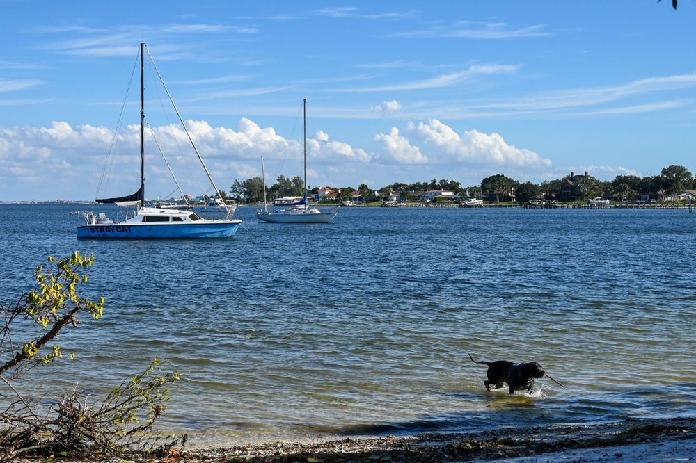 Dog playing in shallow water with sailboats and coastal homes in the background.