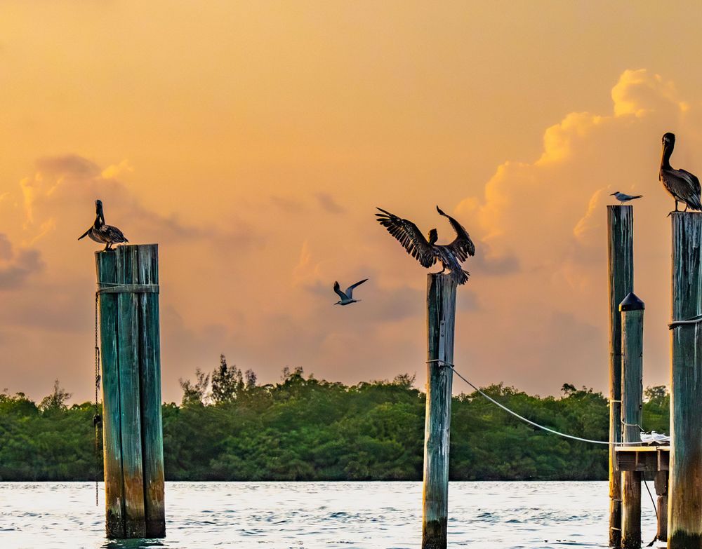 Pelicans perched on wooden posts during golden sunset over water.