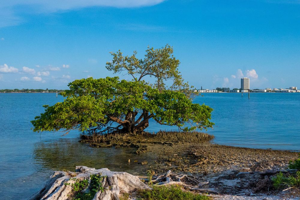 Lone mangrove tree growing in shallow coastal waters with city skyline in distance.