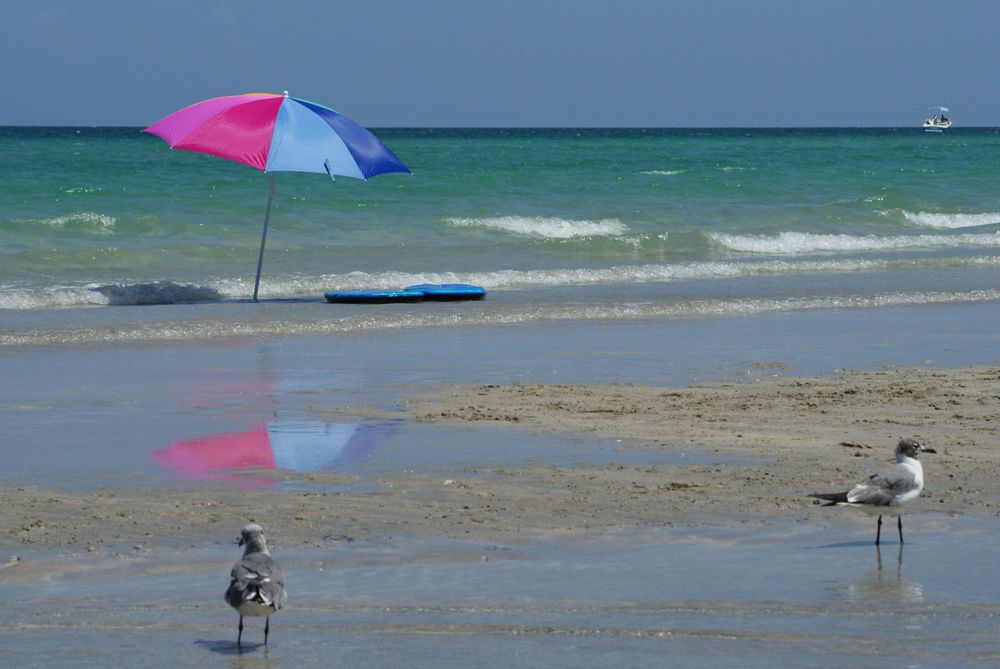 Colorful beach umbrella and seagulls on sandy beach with turquoise ocean waters.