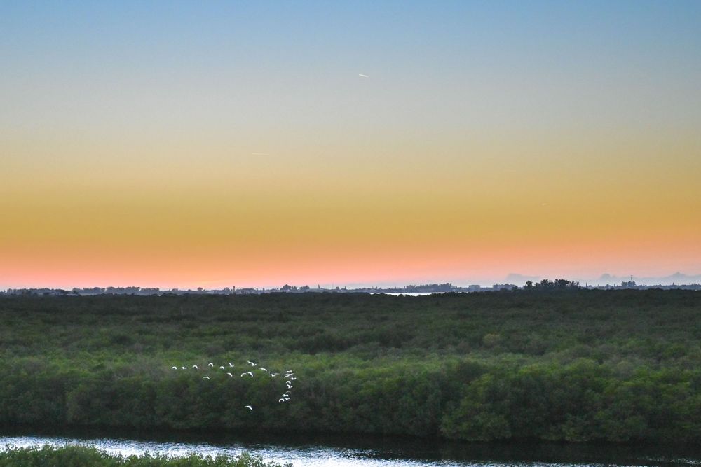 Beautiful sunset over marshland with birds flying in formation.