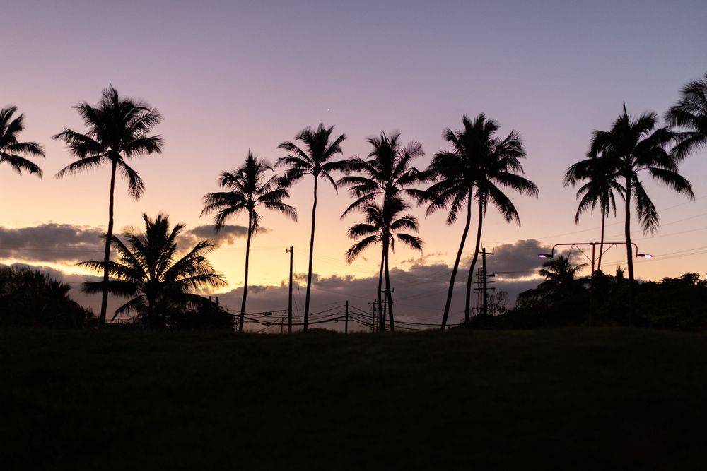 Row of palm trees silhouetted against purple and orange sunset sky.
