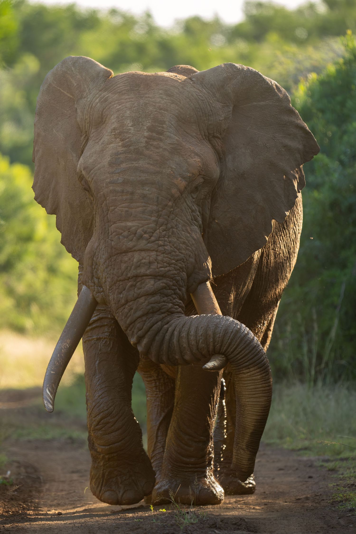 An elephant walks along a dirt path spraying water from its trunk in the late afternoon sunlight.