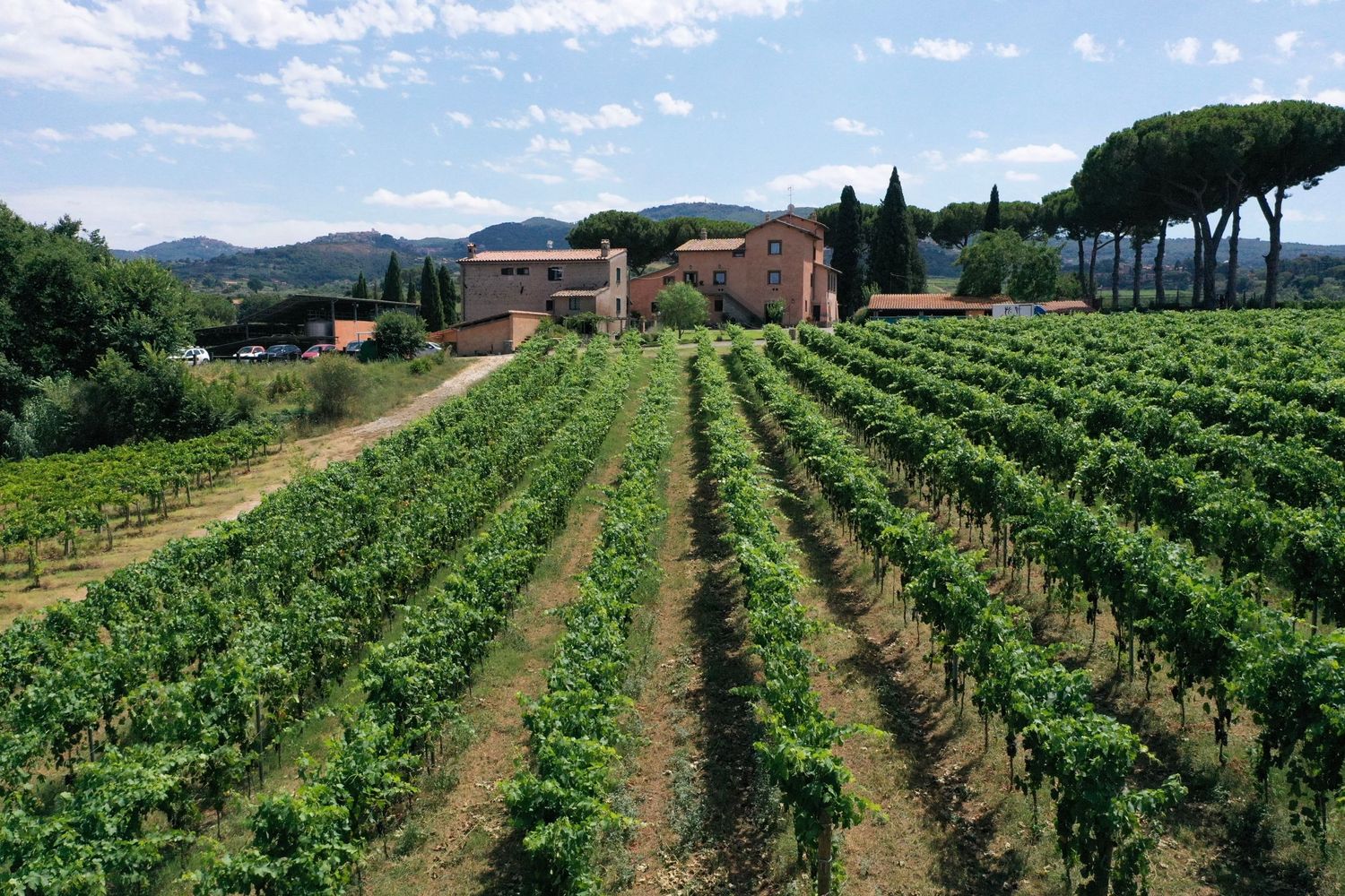 Scenic vineyard rows stretch toward a Tuscan villa under blue skies.