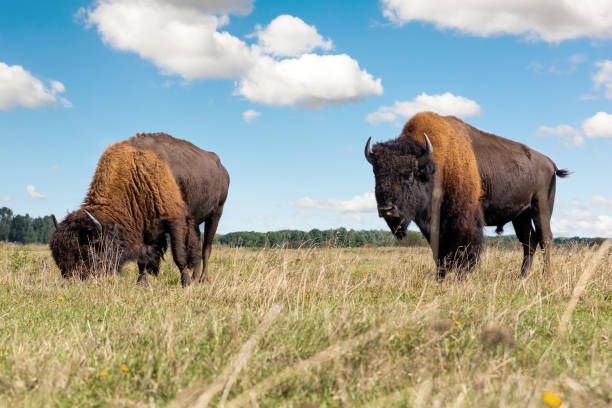Buffalo