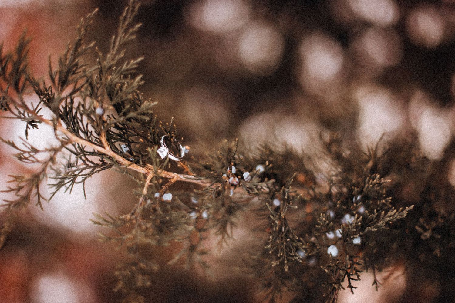 Delicate frost crystals glisten on evergreen branches in soft winter light creating a dreamy bokeh effect.