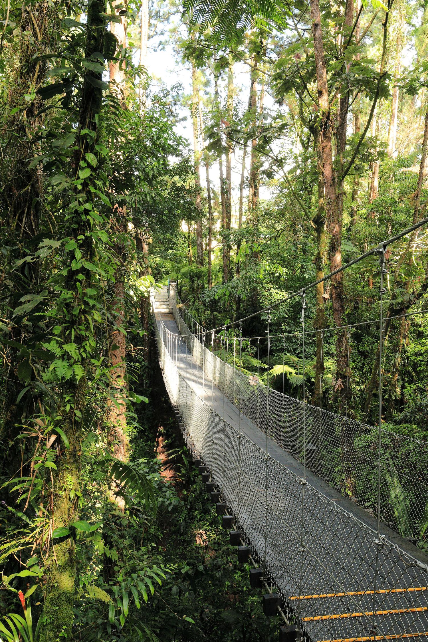 Suspension bridge stretches through a dense tropical rainforest canopy.