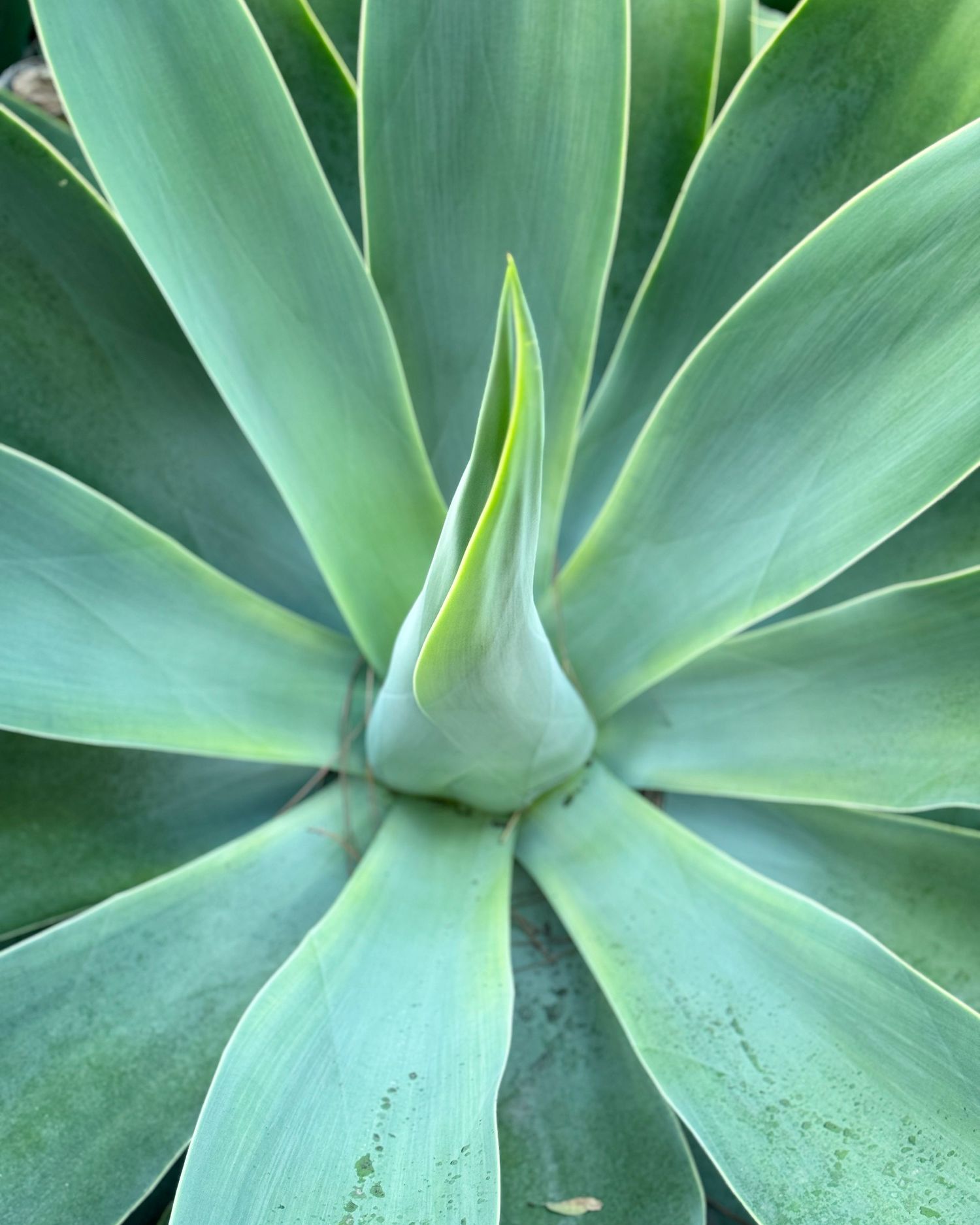 Close-up of a vibrant green agave plant with symmetrical leaves and a budding center.