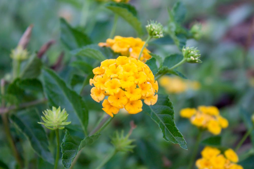 Close-up of bright yellow lantana flowers blooming in a garden setting.