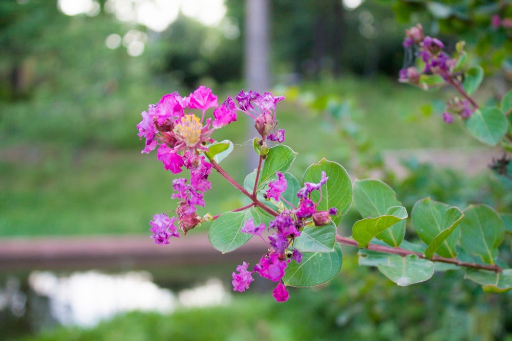 Pink crepe myrtle blooms with soft focus background in a garden setting.