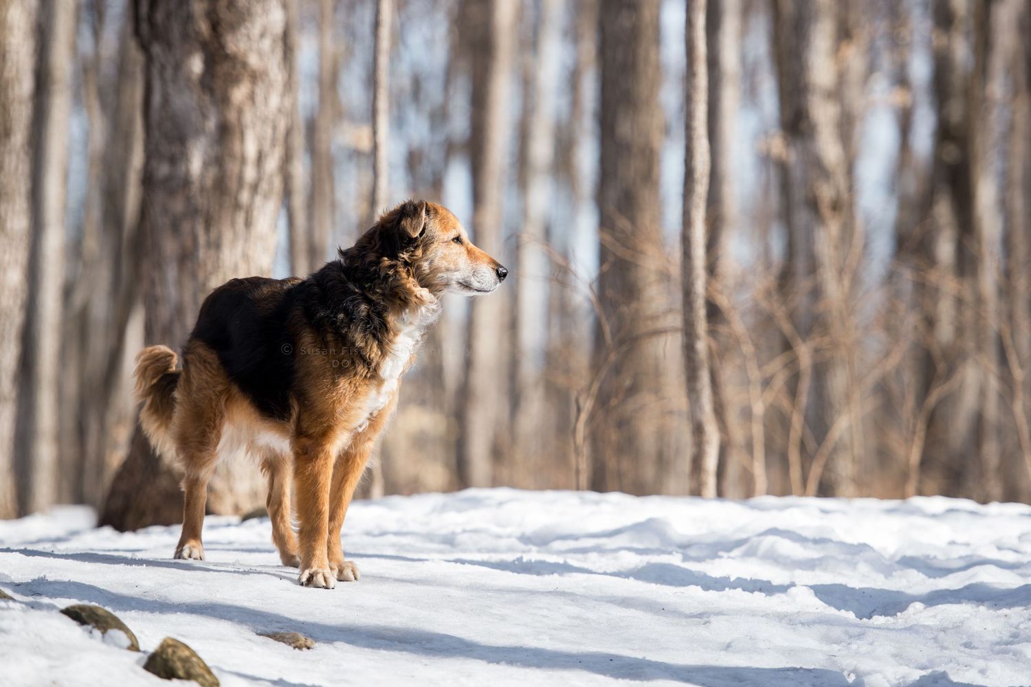 All Canadian dog in snow looking at forest