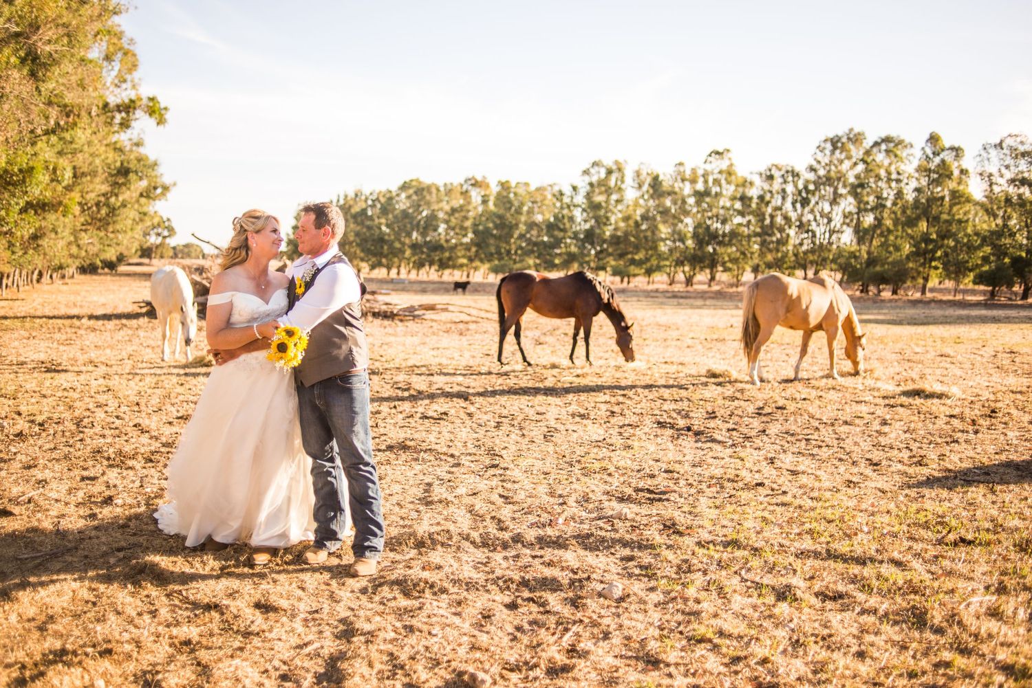 Wedding couple stands together on a rustic farm with horses grazing in the background during golden hour.