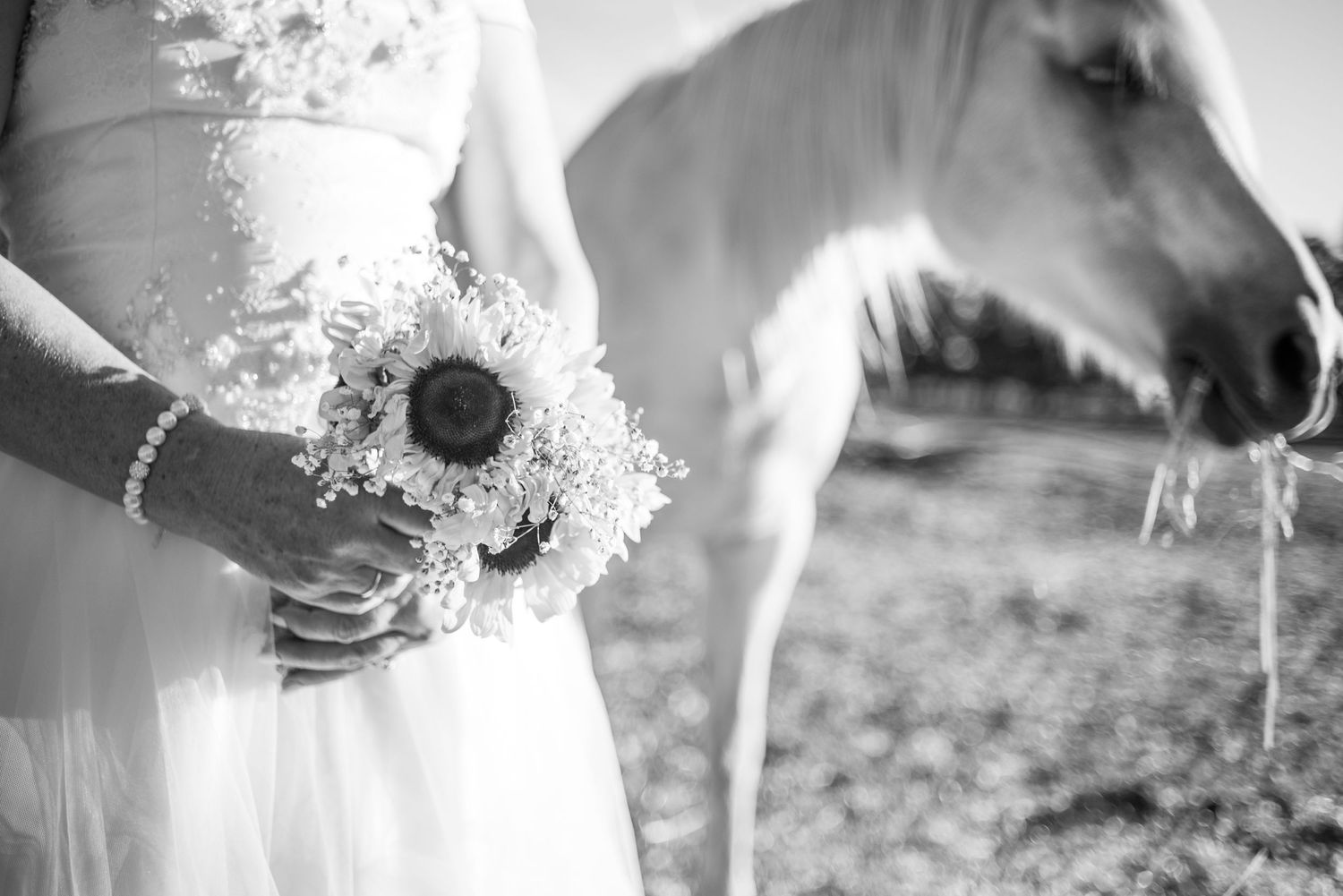 A rustic wedding scene with sunflower bouquet and white horse in black and white.