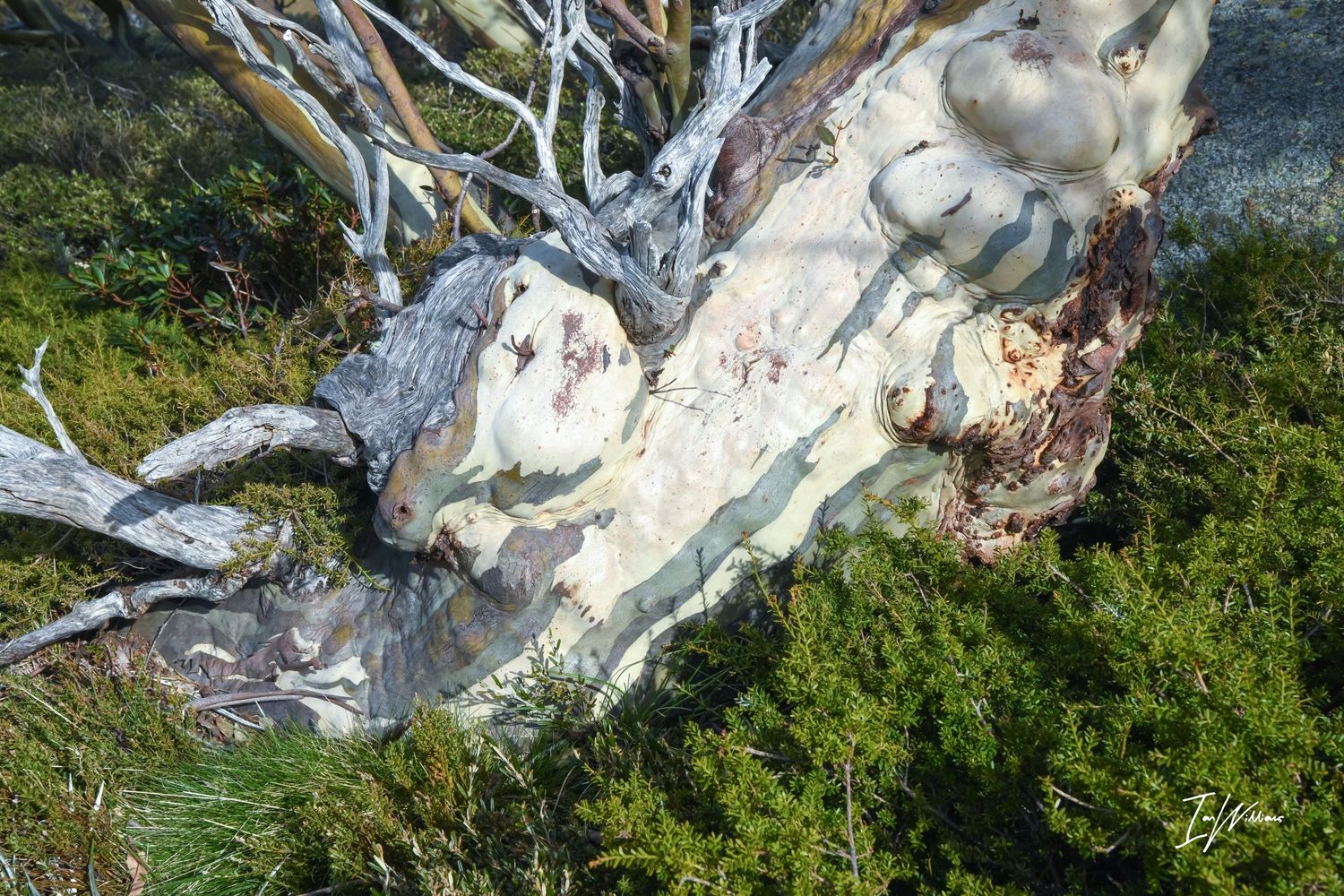 Ancient Snow gum