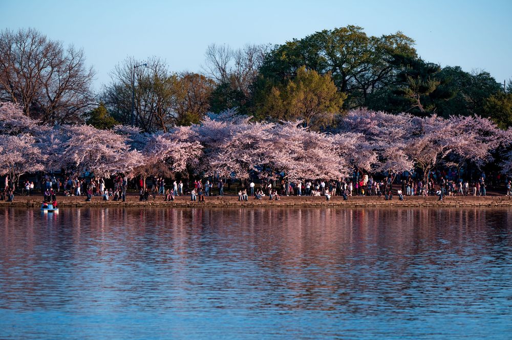 Cherry blossom trees in full bloom along the Tidal Basin in Washington DC with crowds of visitors.