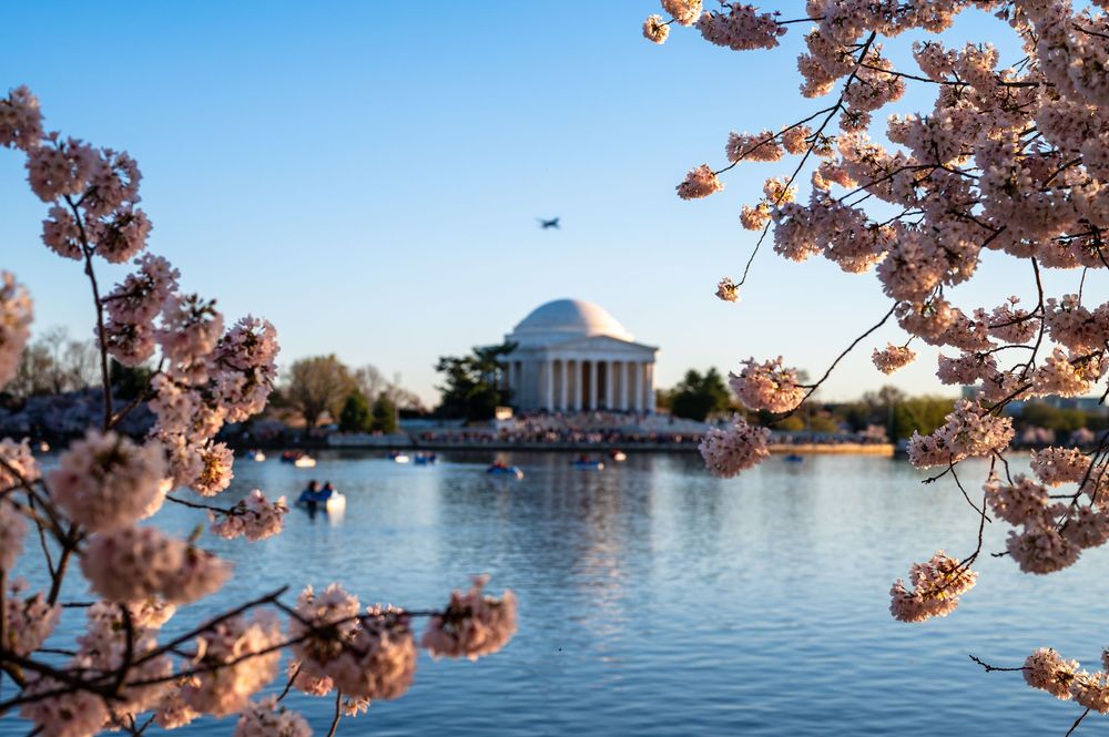 Cherry blossoms frame the Jefferson Memorial reflecting in the Tidal Basin on a clear spring day in Washington D.C.