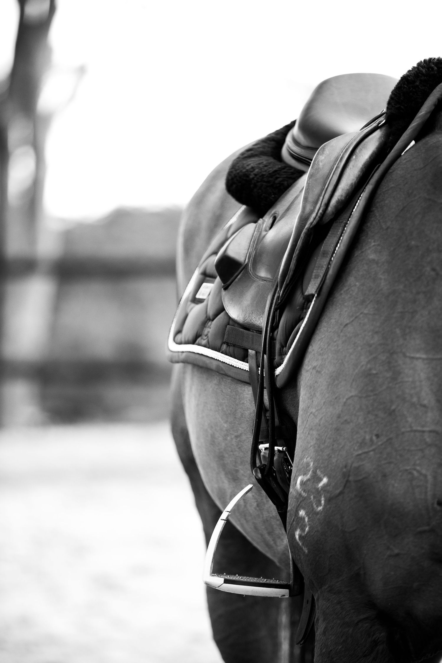 Equestrian photography.