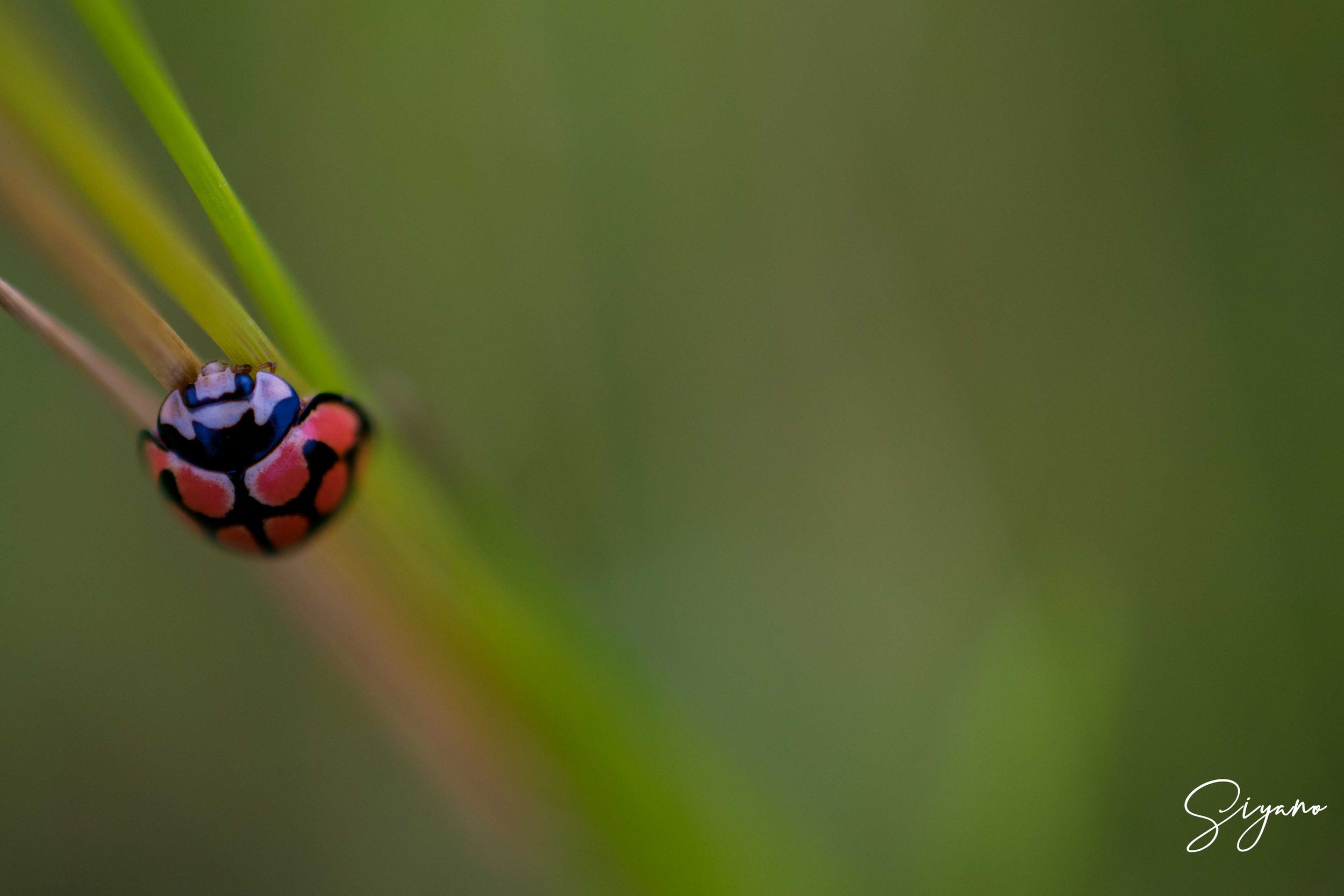 SIYANO LADYBIRD