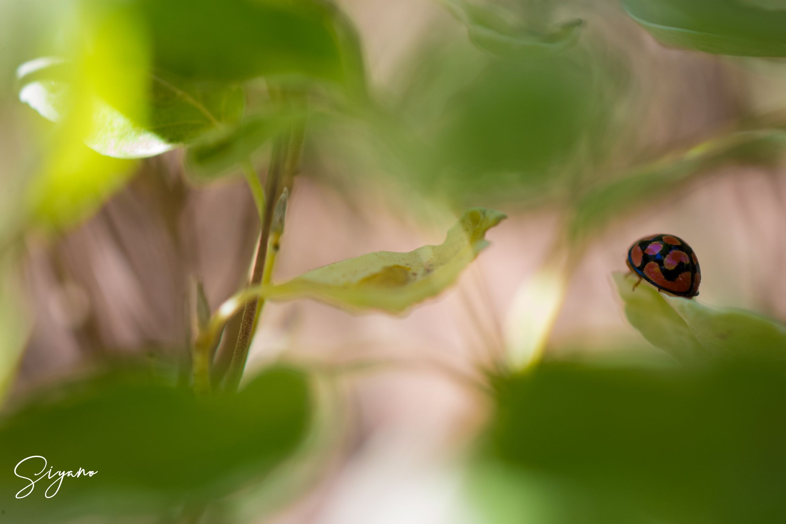 SIYANO MYSTERY LADYBIRD