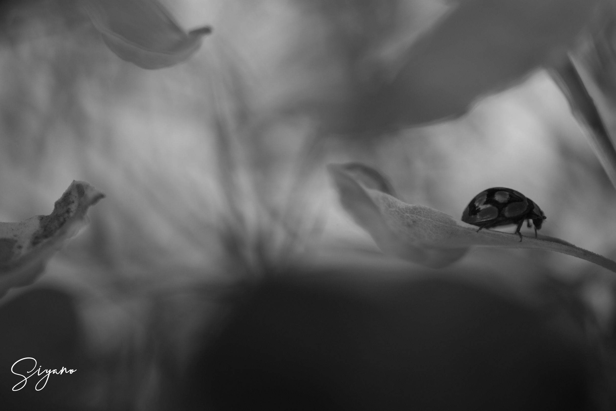 SIYANO BW LADYBIRD