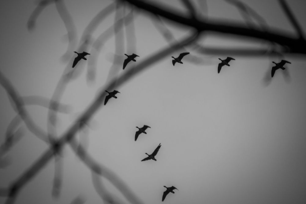 A flight of geese with a blurred silhouette of branches in black and white