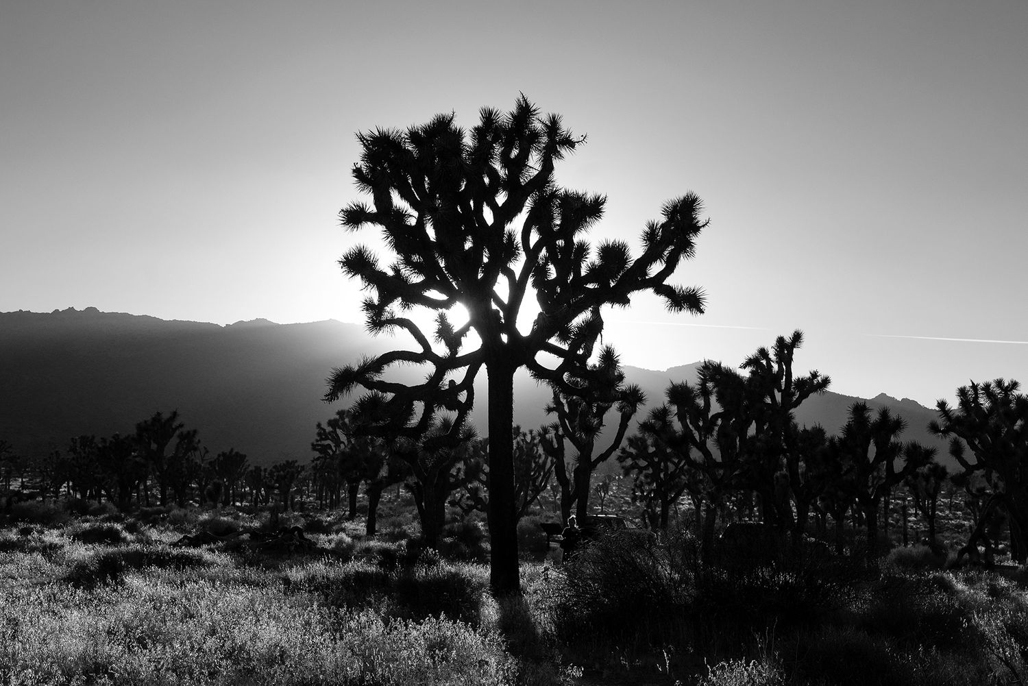 Nature photography