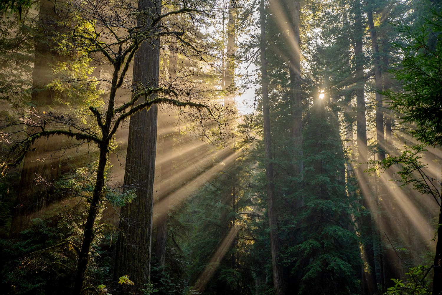Nature photography