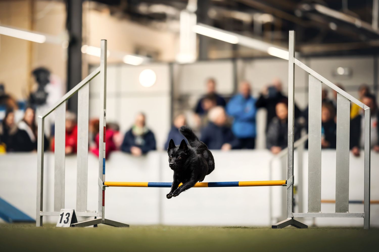 Black dog clearing agility jump bar with spectators in background.