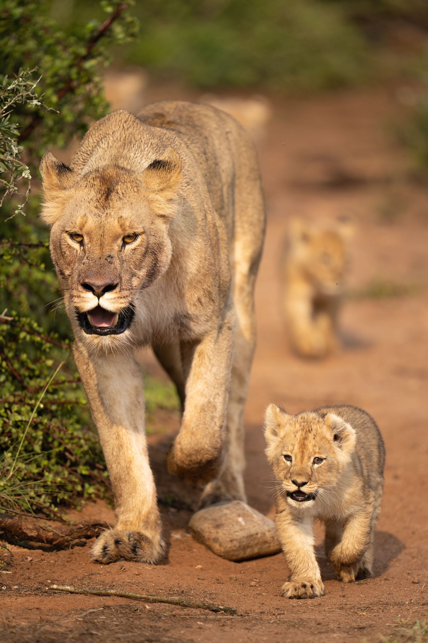 Adult lioness walking with playful cub on dusty ground.